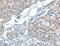 ADAMTS Like 1 antibody, MBS2521044, MyBioSource, Immunohistochemistry paraffin image 