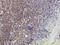 Prohibitin antibody, H00005245-M01, Novus Biologicals, Immunohistochemistry frozen image 