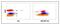 Integrin Subunit Alpha L antibody, NBP2-60802, Novus Biologicals, Flow Cytometry image 