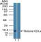Histone Cluster 2 H2A Family Member C antibody, PA5-23465, Invitrogen Antibodies, Western Blot image 