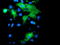 CD31 antibody, TA504842, Origene, Immunofluorescence image 