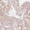 CWC25 Spliceosome Associated Protein Homolog antibody, NBP2-49381, Novus Biologicals, Immunohistochemistry frozen image 