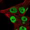 THAP Domain Containing 3 antibody, NBP2-57825, Novus Biologicals, Immunofluorescence image 