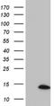 SPT4 Homolog, DSIF Elongation Factor Subunit antibody, NBP2-46032, Novus Biologicals, Western Blot image 