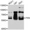 Paxillin antibody, LS-C330945, Lifespan Biosciences, Western Blot image 