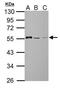 Angio-associated migratory cell protein antibody, GTX119410, GeneTex, Western Blot image 