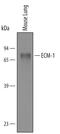 Extracellular matrix protein 1 antibody, AF4428, R&D Systems, Western Blot image 