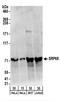 Signal Recognition Particle 68 antibody, NBP2-22307, Novus Biologicals, Western Blot image 