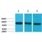 Caspase 8 antibody, LS-C387792, Lifespan Biosciences, Western Blot image 