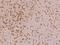 FGFR-2 antibody, 105833-T08, Sino Biological, Immunohistochemistry frozen image 