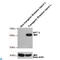 Solute Carrier Family 34 Member 1 antibody, LS-C812315, Lifespan Biosciences, Western Blot image 