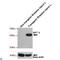 NaPi-2a antibody, LS-C812315, Lifespan Biosciences, Western Blot image 