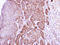 Arginase 1 antibody, LS-C186055, Lifespan Biosciences, Immunohistochemistry paraffin image 