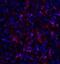 Calcium release-activated calcium channel protein 1 antibody, PM-5205, ProSci, Immunofluorescence image 