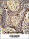 PPARG Related Coactivator 1 antibody, 55-559, ProSci, Immunohistochemistry paraffin image 