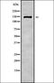 Ataxin 7 Like 1 antibody, orb338030, Biorbyt, Western Blot image 
