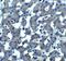 Trophinin antibody, A07575, Boster Biological Technology, Immunohistochemistry frozen image 