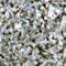 Cbl Proto-Oncogene antibody, GTX55004, GeneTex, Immunohistochemistry paraffin image 