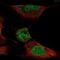 Homeobox C4 antibody, NBP2-56195, Novus Biologicals, Immunofluorescence image 