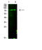 Histone H3 antibody, STJ98840, St John