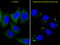 Autophagy Related 5 antibody, LS-C156610, Lifespan Biosciences, Immunofluorescence image 