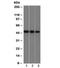 Enolase 2 antibody, orb386134, Biorbyt, Western Blot image 