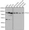 Tubulin Tyrosine Ligase Like 12 antibody, STJ110496, St John