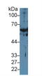 Keratin 1 antibody, MBS2028721, MyBioSource, Western Blot image 