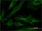 Phosphodiesterase 4C antibody, LS-C197860, Lifespan Biosciences, Immunofluorescence image 