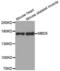 Methyl-CpG Binding Domain Protein 5 antibody, abx001884, Abbexa, Western Blot image 