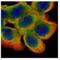 Cystatin B antibody, NBP1-31838, Novus Biologicals, Immunocytochemistry image 
