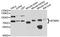 Myotubularin Related Protein 2 antibody, A8993, ABclonal Technology, Western Blot image 