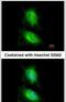 Mitogen-Activated Protein Kinase 8 Interacting Protein 2 antibody, PA5-29245, Invitrogen Antibodies, Immunofluorescence image 