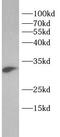 Peroxiredoxin 4 antibody, FNab10713, FineTest, Western Blot image 
