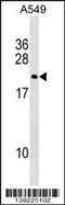 Double Homeobox 3 antibody, 59-558, ProSci, Western Blot image 