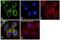 Protein Disulfide Isomerase Family A Member 3 antibody, PA3-009, Invitrogen Antibodies, Immunofluorescence image 