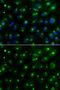 Golgi Associated, Gamma Adaptin Ear Containing, ARF Binding Protein 2 antibody, GTX55637, GeneTex, Immunocytochemistry image 