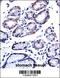 G3BP Stress Granule Assembly Factor 1 antibody, 57-271, ProSci, Immunohistochemistry frozen image 