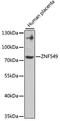 Zinc Finger Protein 549 antibody, STJ29542, St John