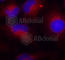 Phosphatase And Tensin Homolog antibody, AP0436, ABclonal Technology, Immunofluorescence image 