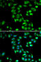 Programmed Cell Death 6 antibody, 22-404, ProSci, Immunofluorescence image 