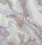 Thimet Oligopeptidase 1 antibody, FNab08671, FineTest, Immunohistochemistry frozen image 