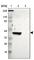 Glutamate Rich 1 antibody, HPA003725, Atlas Antibodies, Western Blot image 