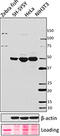 Integrin Linked Kinase antibody, 694902, BioLegend, Western Blot image 
