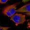 DCTN1 antibody, HPA034635, Atlas Antibodies, Immunofluorescence image 