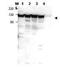 Myosin-Ig antibody, orb345558, Biorbyt, Western Blot image 