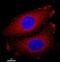 Heat Shock Protein Family B (Small) Member 1 antibody, ab2790, Abcam, Immunofluorescence image 