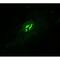 Spectrin Repeat Containing Nuclear Envelope Protein 1 antibody, PA1-5839, Invitrogen Antibodies, Immunofluorescence image 