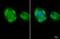 Nuclear Receptor Subfamily 5 Group A Member 1 antibody, GTX135635, GeneTex, Immunofluorescence image 