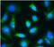 Chondroitin Sulfate Proteoglycan 4 antibody, FNab10522, FineTest, Immunofluorescence image 